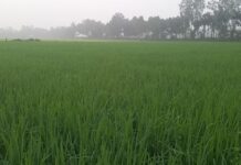 শিশির ভেজা সবুজ ধান ক্ষেতে বদলে যাচ্ছে প্রকৃতির রূপ শিশির ভেজা সবুজ ধান ক্ষেতে বদলে যাচ্ছে প্রকৃতির রূপ