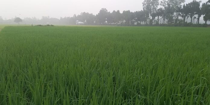 শিশির ভেজা সবুজ ধান ক্ষেতে বদলে যাচ্ছে প্রকৃতির রূপ